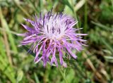 Centaurea jacea. Соцветие. Приморский край, окр. пос. Михайловка, разнотравный луг. 29.08.2019.