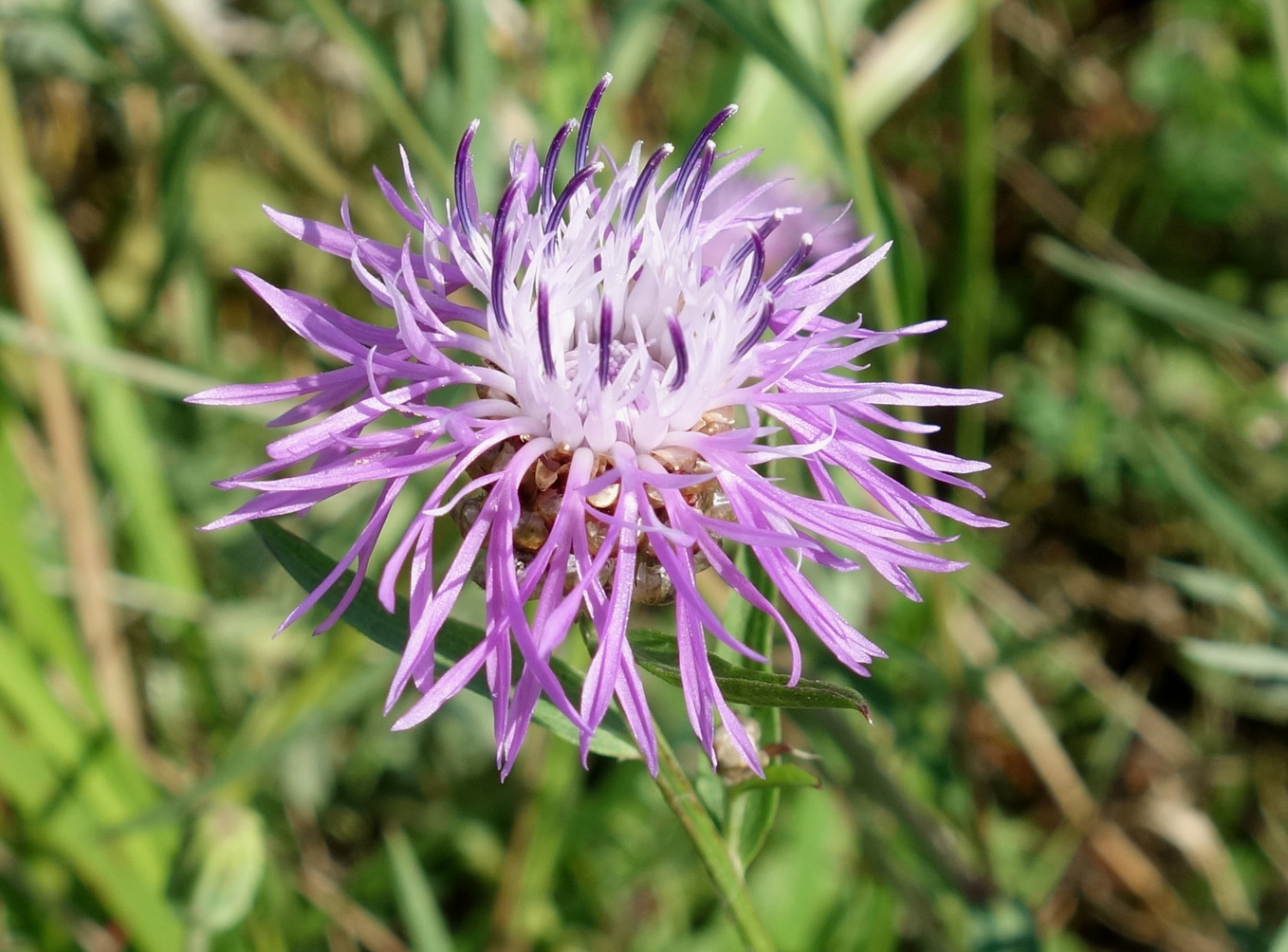 Изображение особи Centaurea jacea.