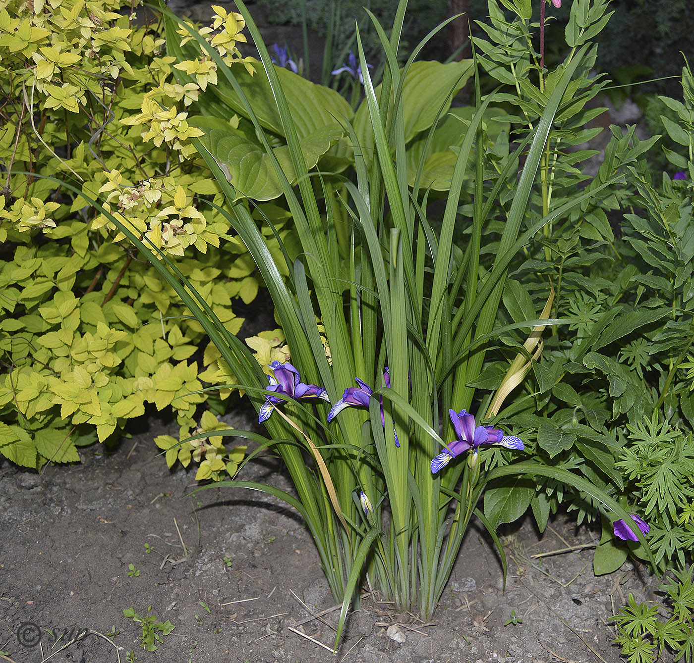 Image of Iris graminea specimen.