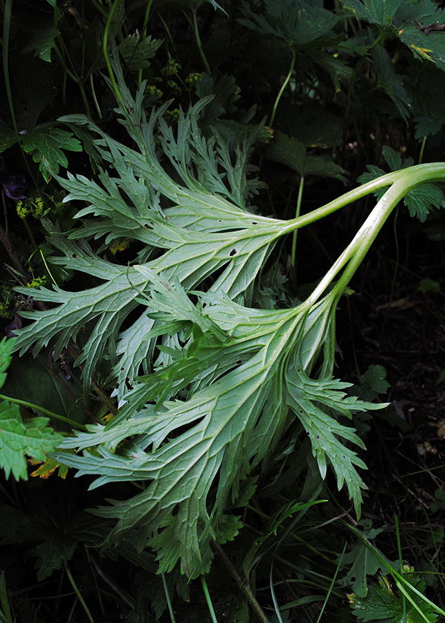 Image of Aconitum leucostomum specimen.