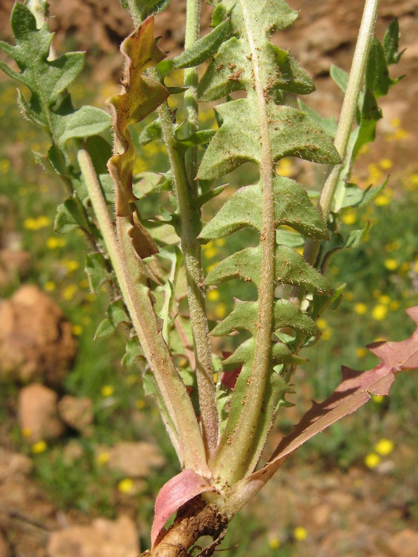 Image of Crepis rubra specimen.