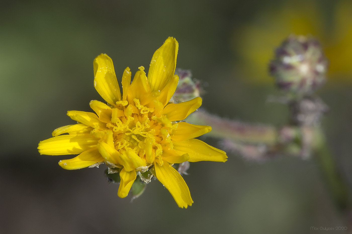 Image of Picris hieracioides specimen.