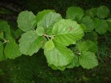 Alnus hirsuta. Побег. Камчатский край, Елизовский р-н, окрестности с. Пиначево, пойменный лес. 28.06.2009.