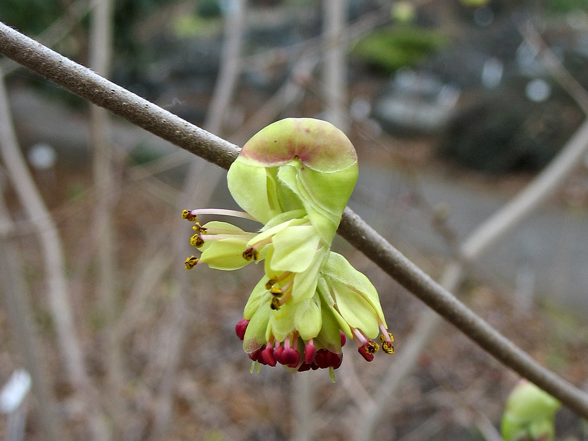Image of Corylopsis gotoana specimen.