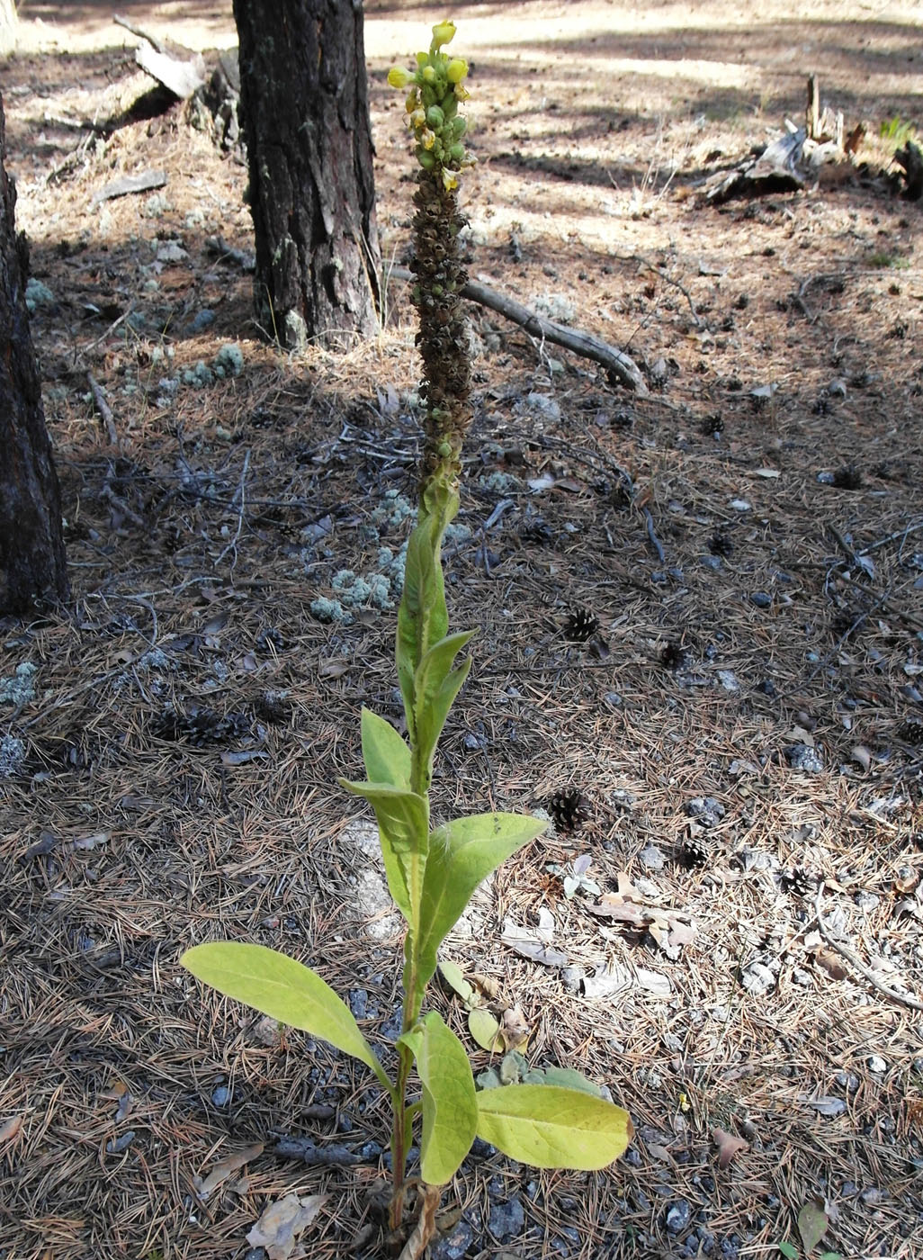 Image of Verbascum thapsus specimen.