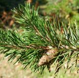 Pinus banksiana