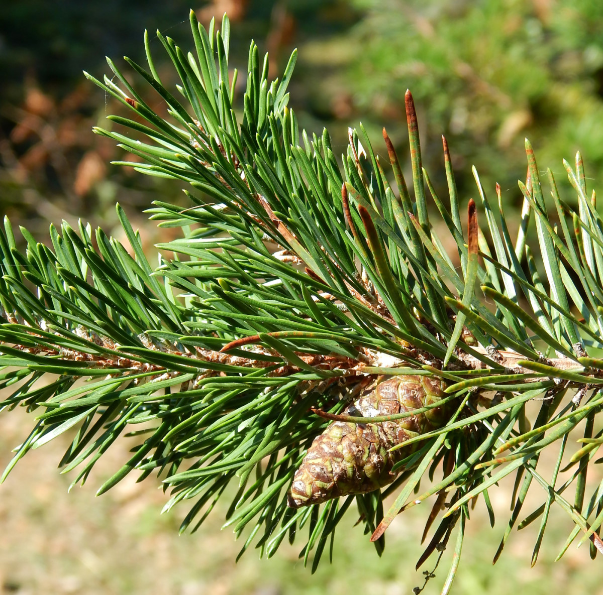 Изображение особи Pinus banksiana.