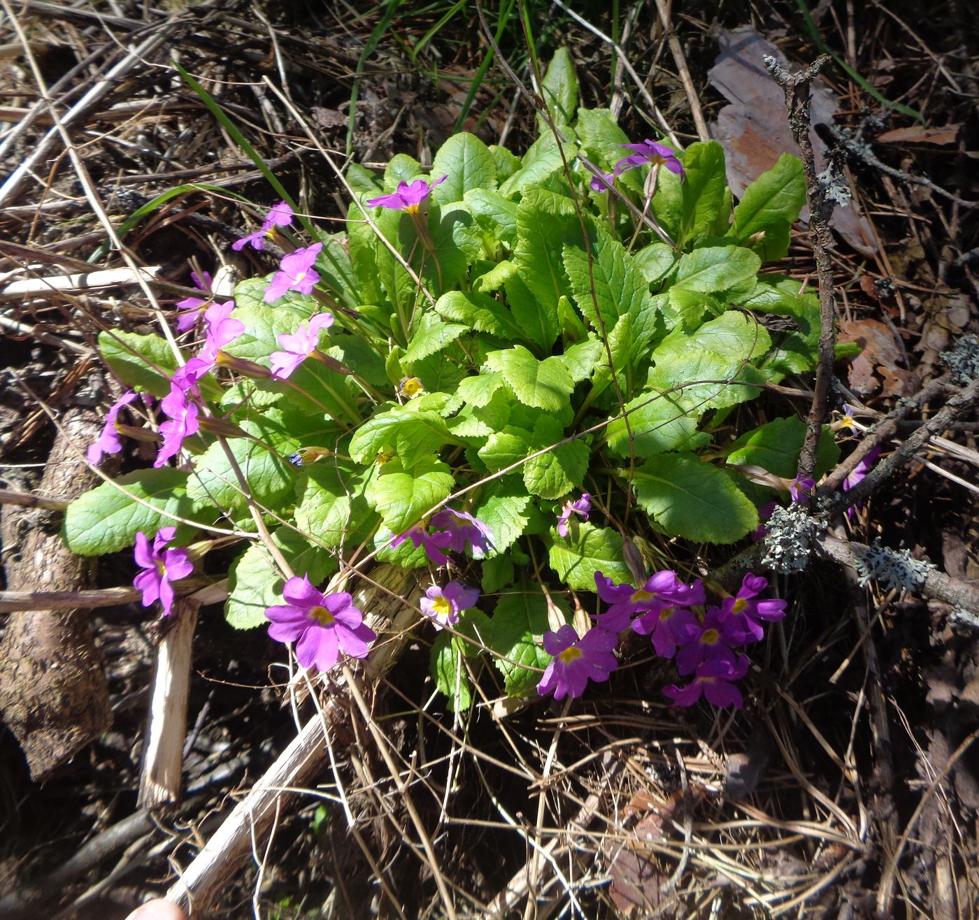 Image of Primula vulgaris specimen.