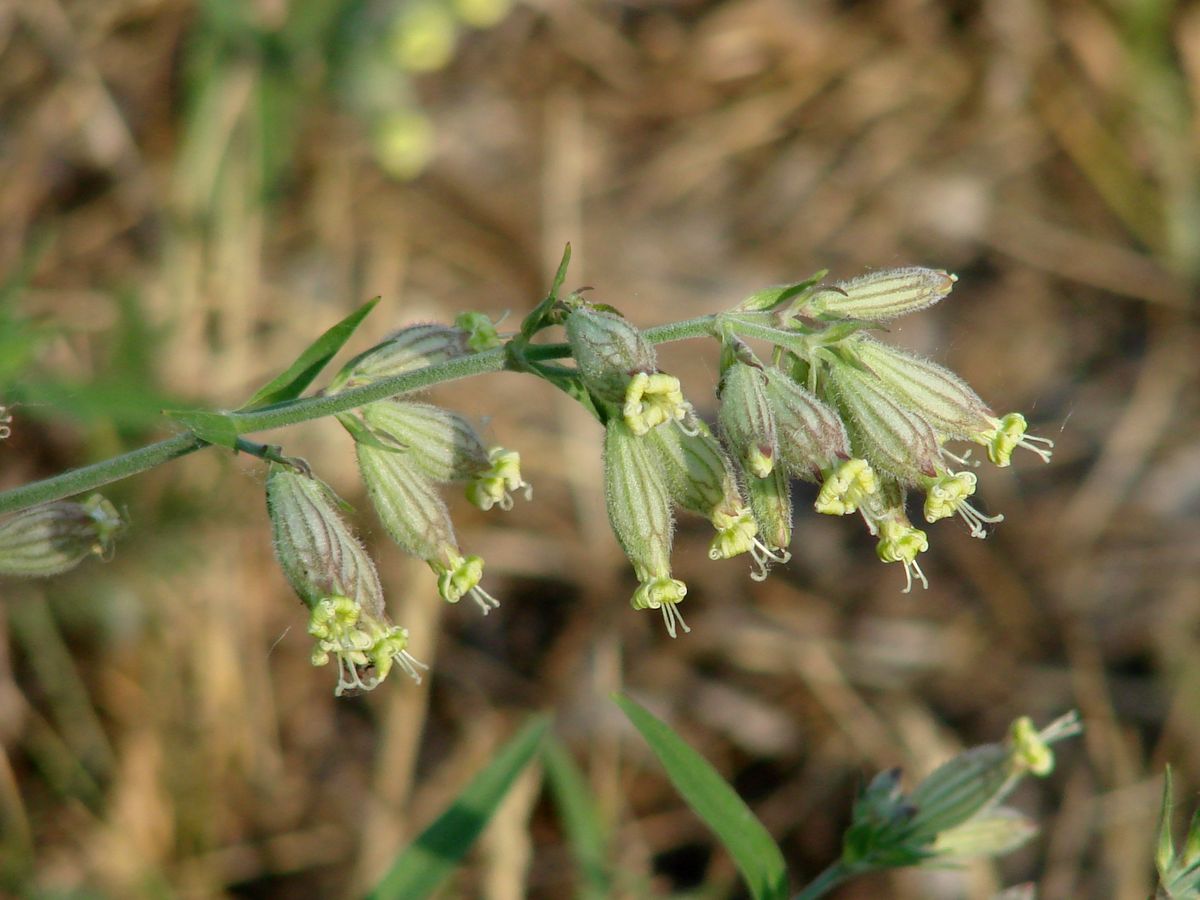 Image of Silene amoena specimen.