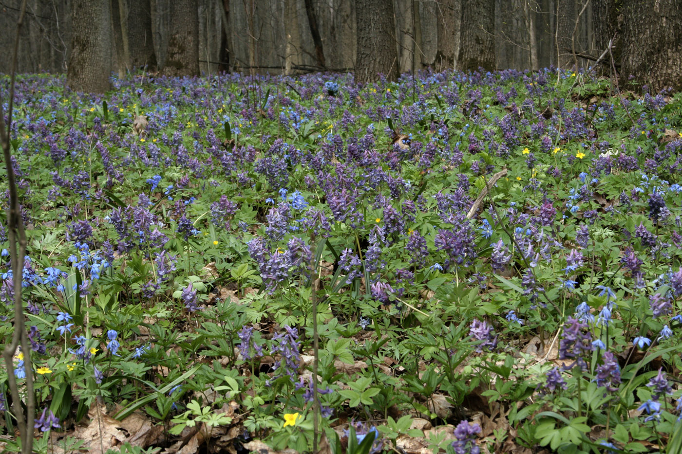 Изображение особи Corydalis solida.