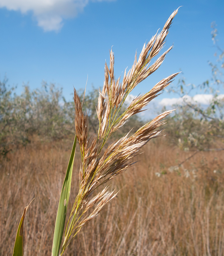 Изображение особи Phragmites australis.