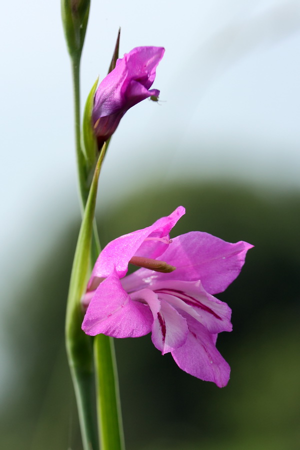 Image of Gladiolus imbricatus specimen.