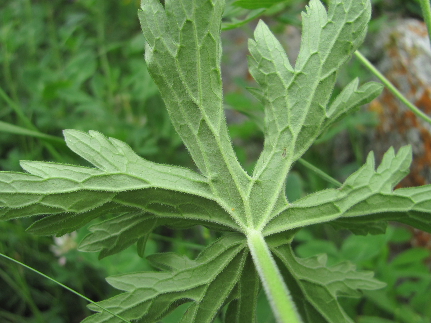 Изображение особи род Geranium.