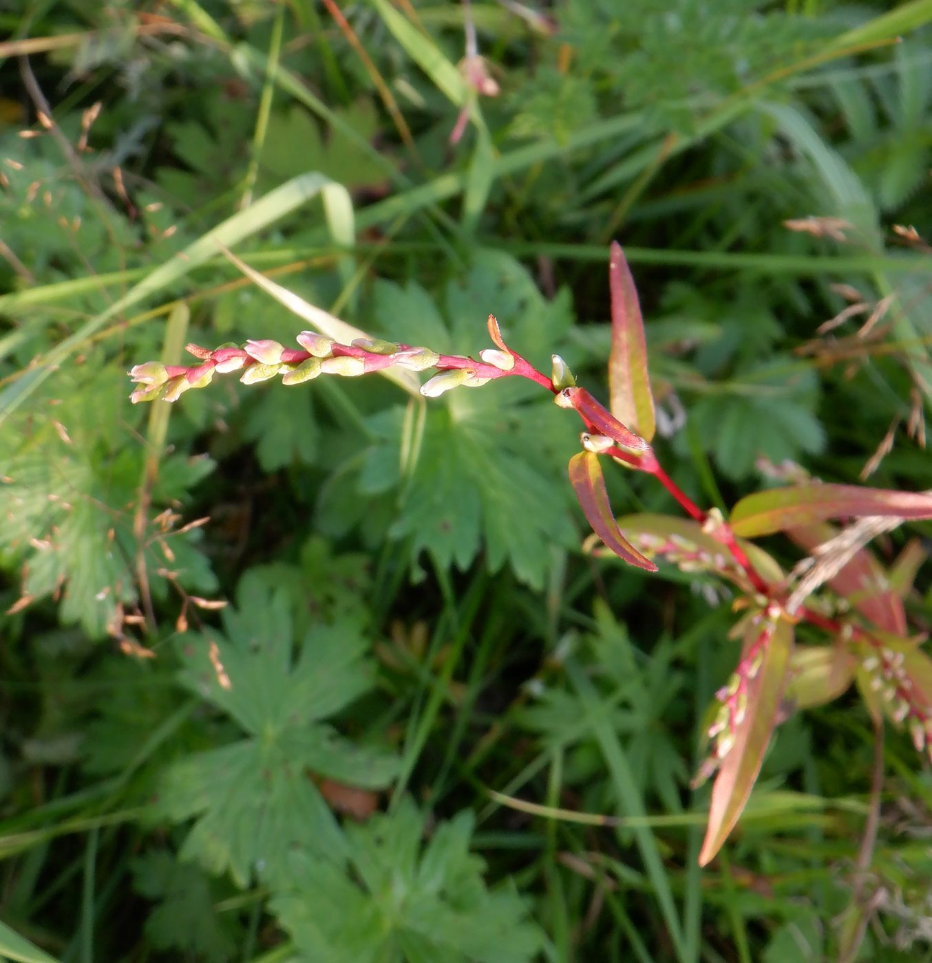 Image of Persicaria hydropiper specimen.