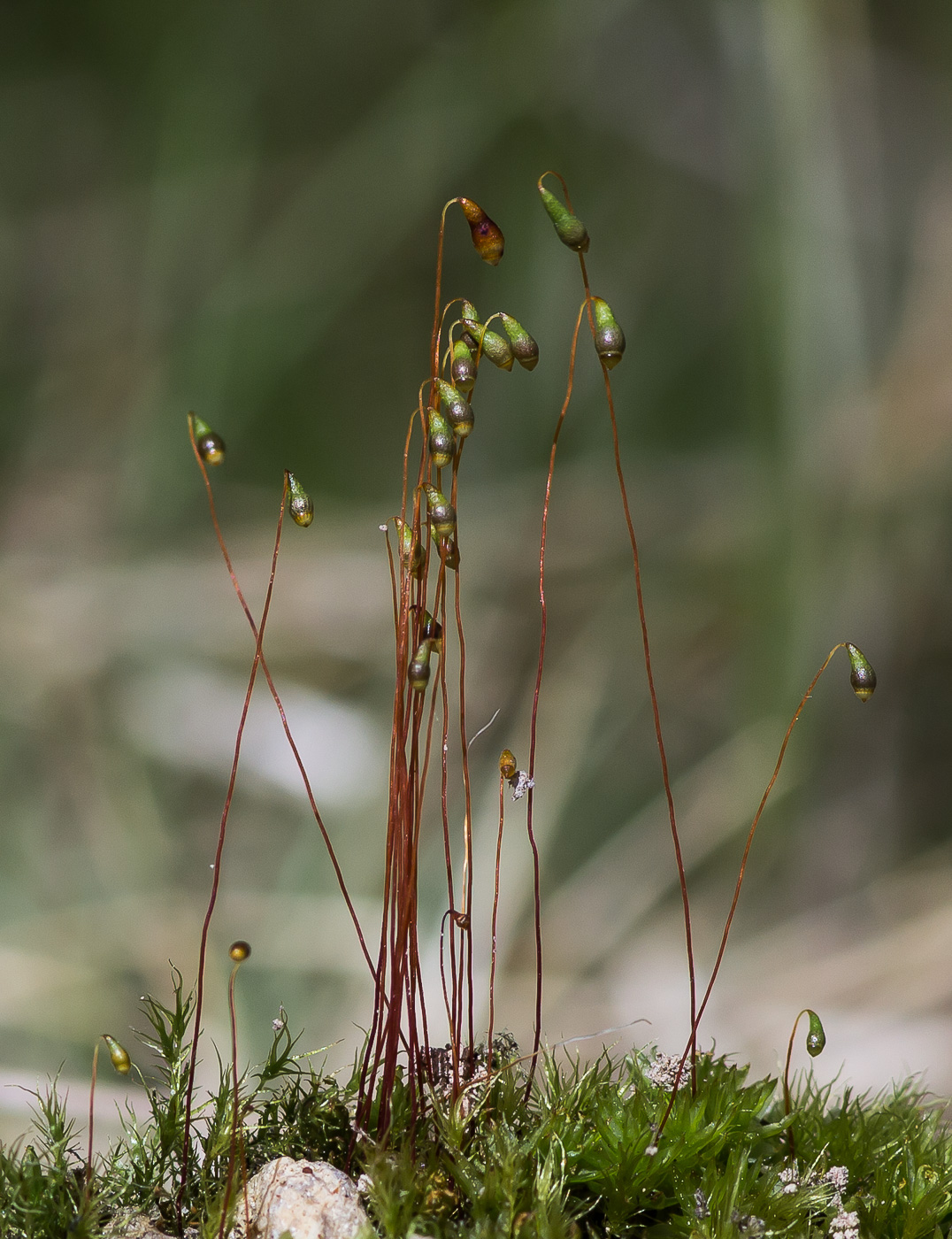 Изображение особи Leptobryum pyriforme.