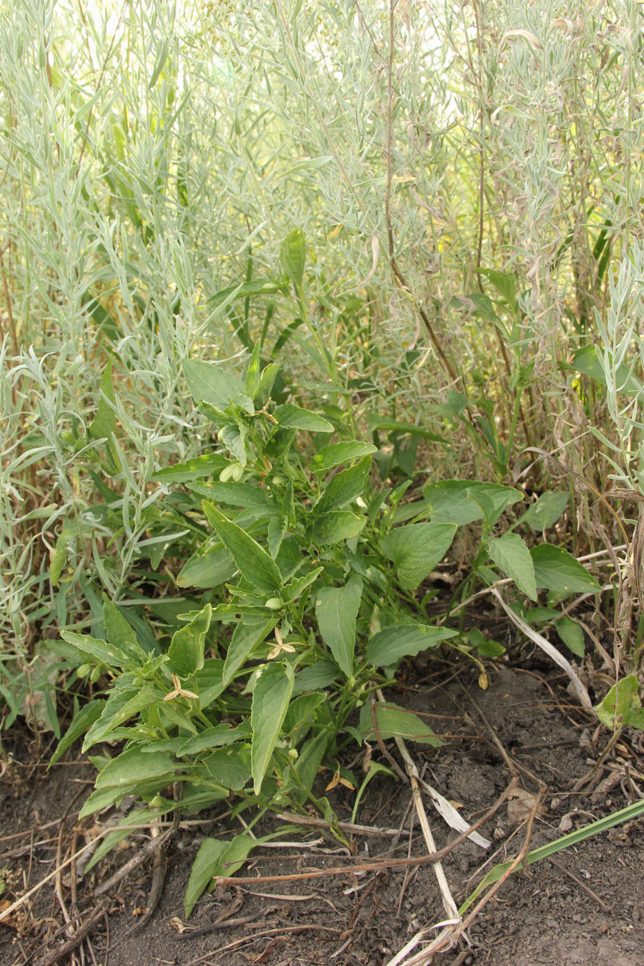 Image of Viola accrescens specimen.