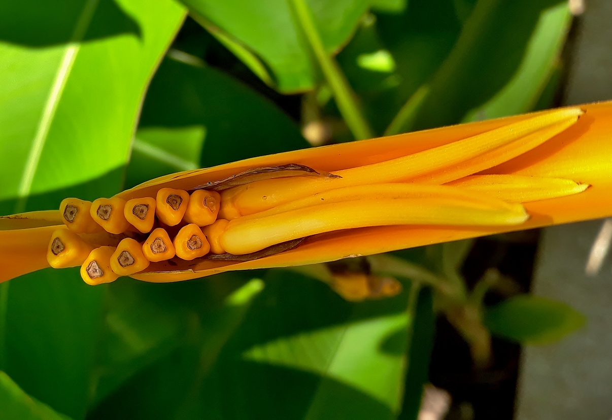 Image of Heliconia angusta specimen.