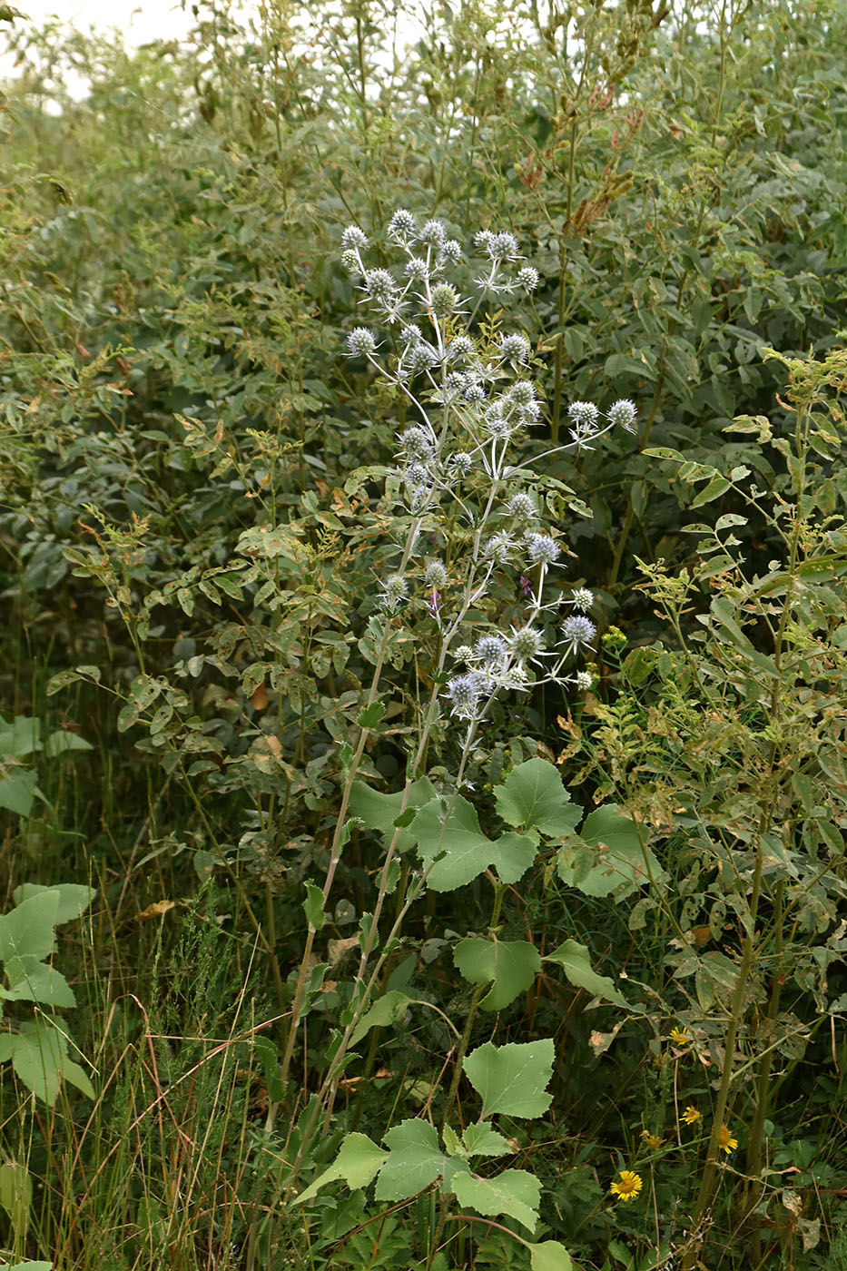 Image of Eryngium planum specimen.