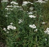 Achillea salicifolia