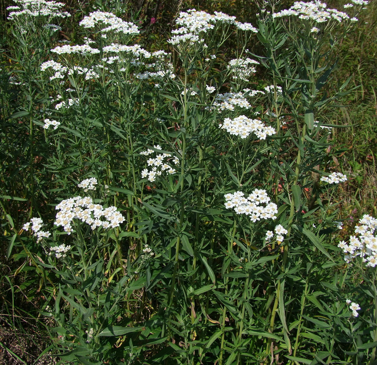 Изображение особи Achillea salicifolia.