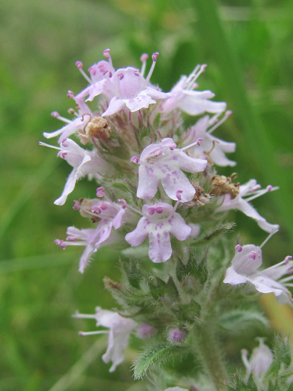 Image of Thymus elisabethae specimen.