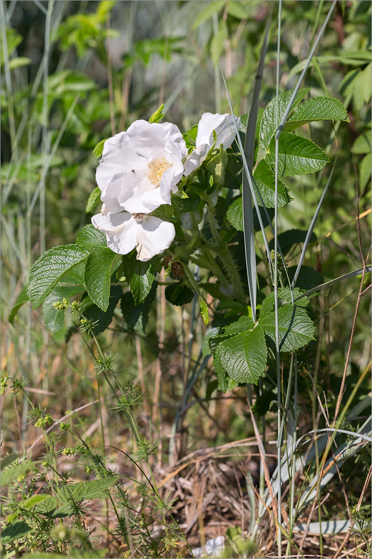 Изображение особи Rosa rugosa.