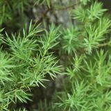 Juniperus deltoides. Молодой побег. Краснодарский край, м/о Новороссийск, окр. с. Сукко, окр. оз. Сукко, залесённый левый борт. 10.06.2019.