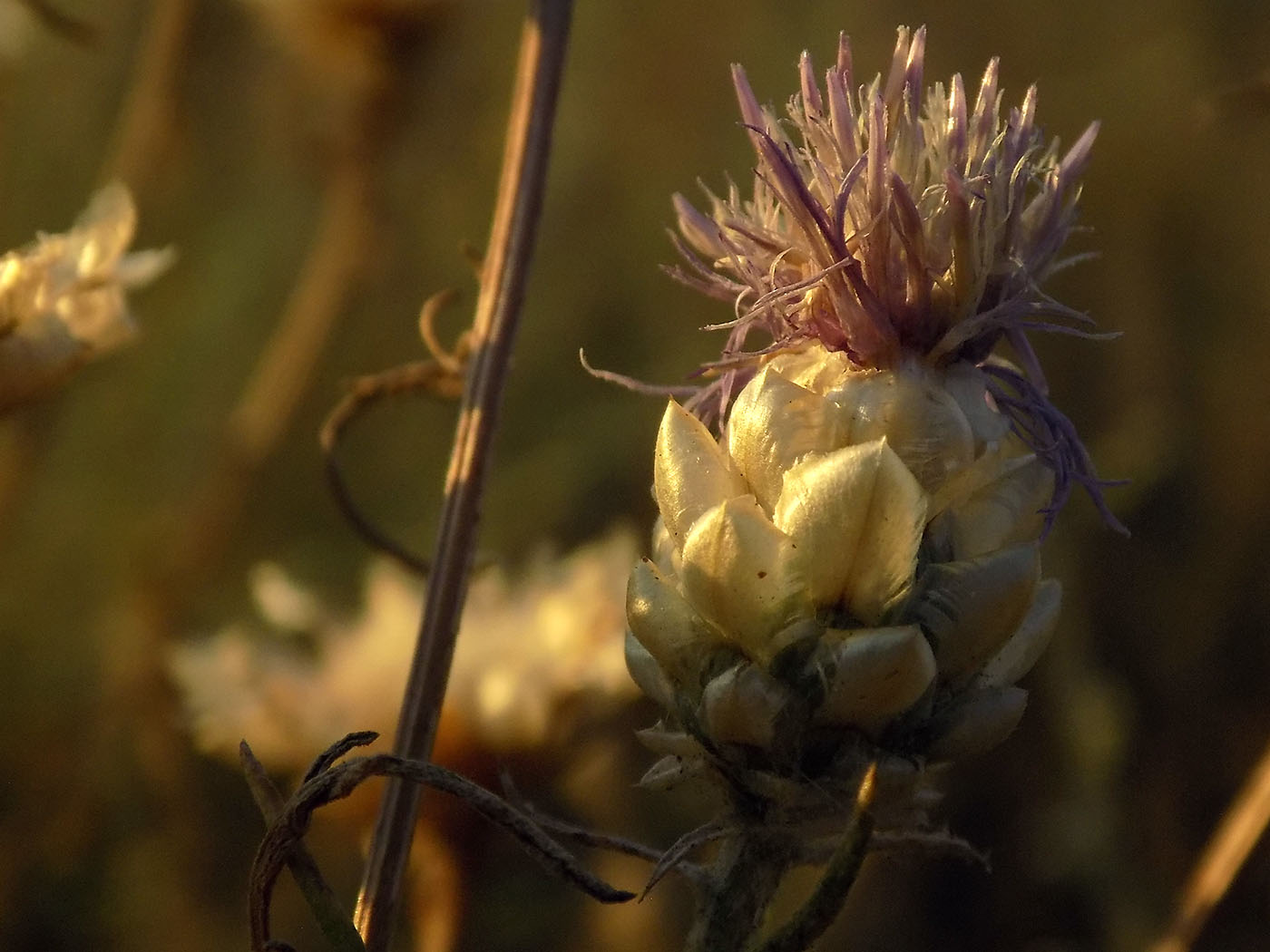 Image of Centaurea margarita-alba specimen.