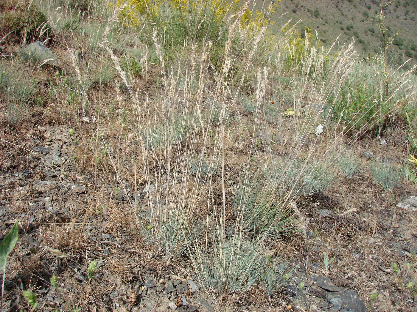 Изображение особи Festuca valesiaca.