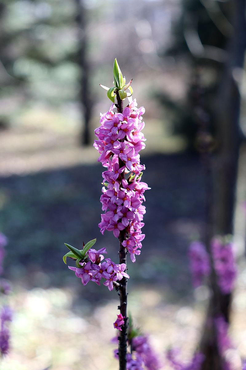 Изображение особи Daphne mezereum.