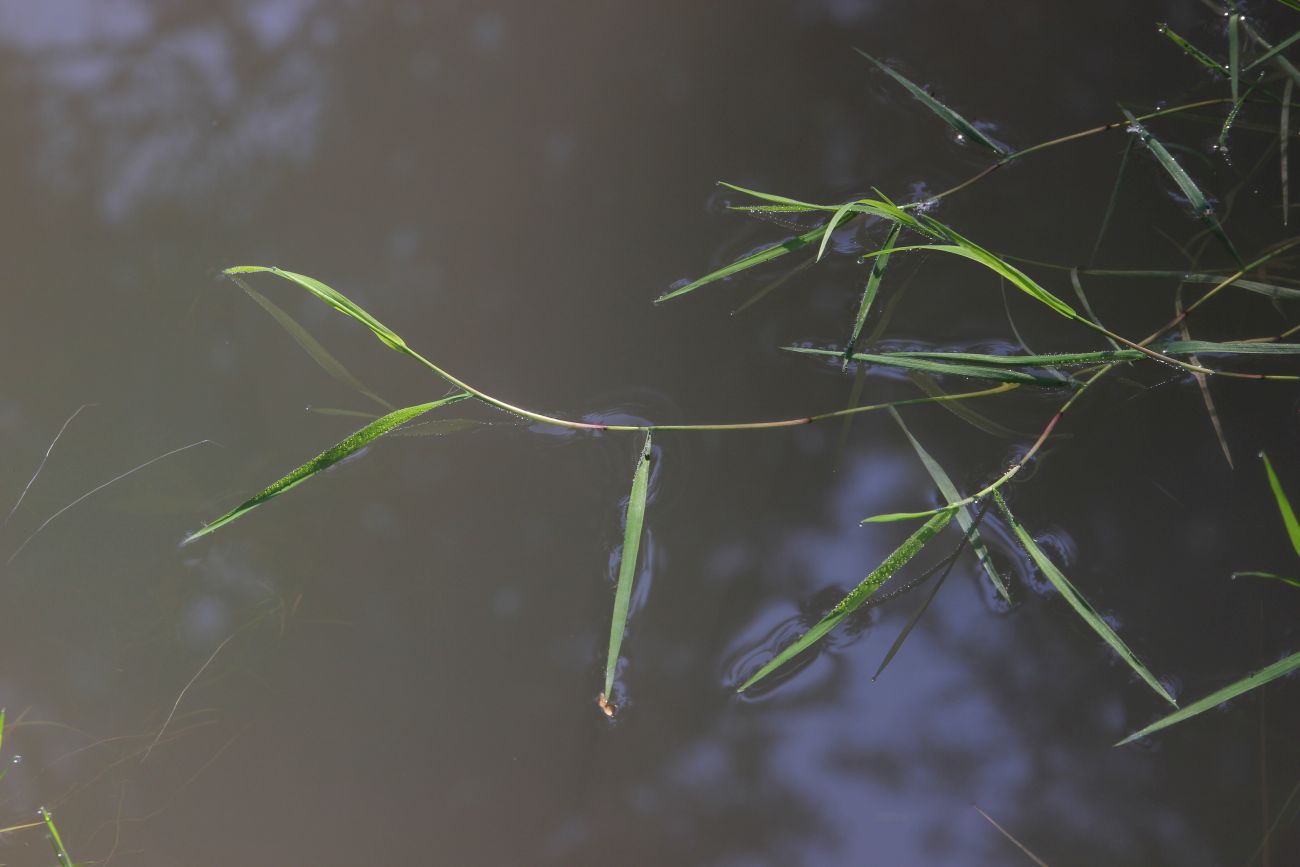 Изображение особи Agrostis stolonifera.