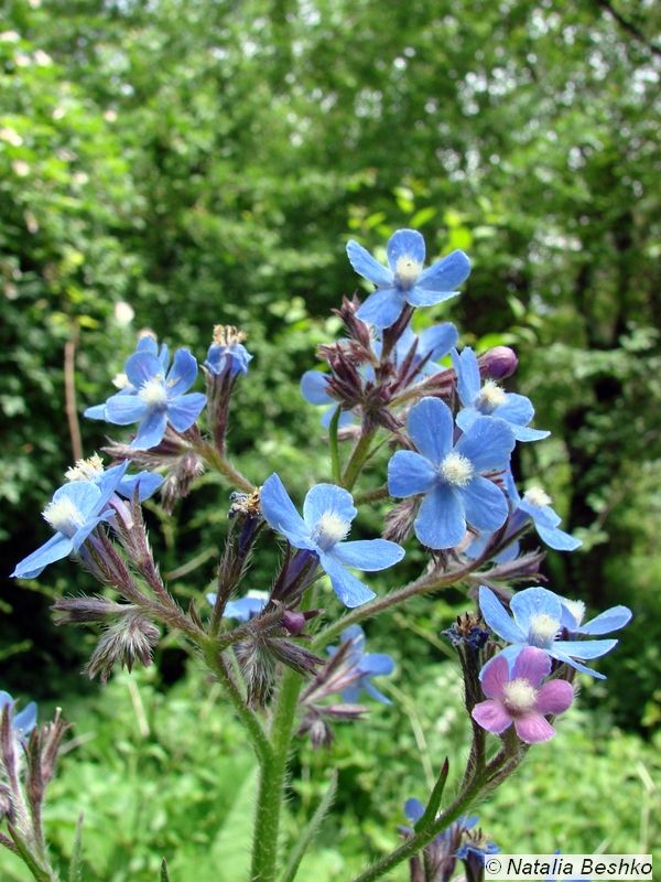 Image of Anchusa azurea specimen.