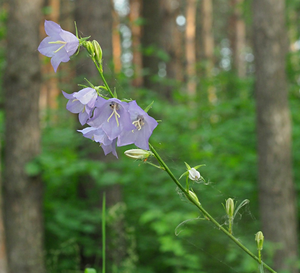 Image of Campanula persicifolia specimen.