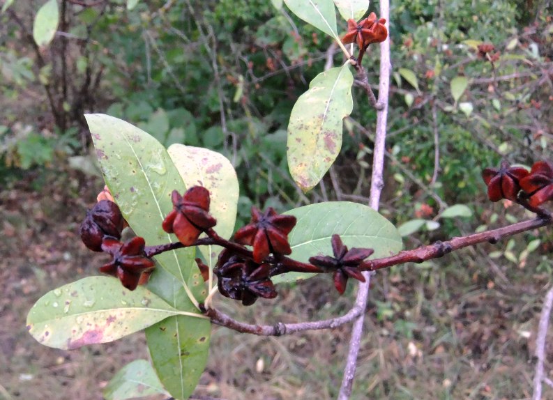 Изображение особи род Exochorda.