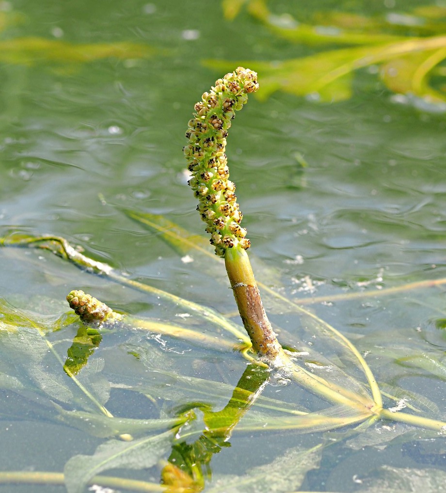 Изображение особи Potamogeton lucens.