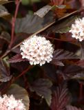 Physocarpus opulifolius