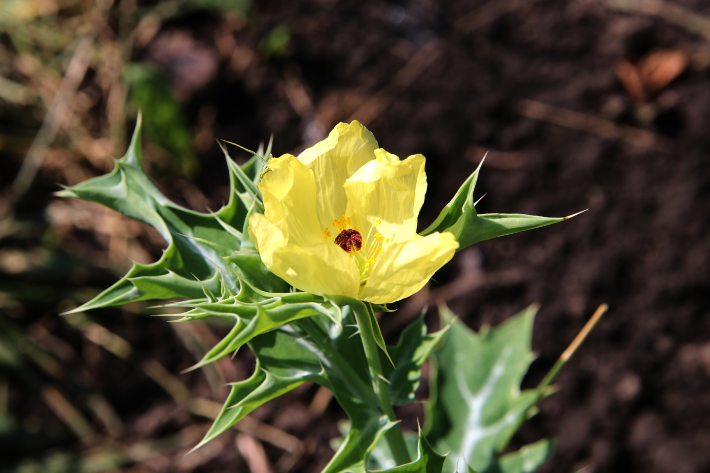 Изображение особи Argemone ochroleuca.