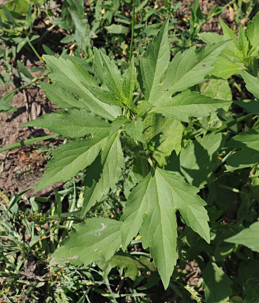 Image of Ambrosia trifida specimen.