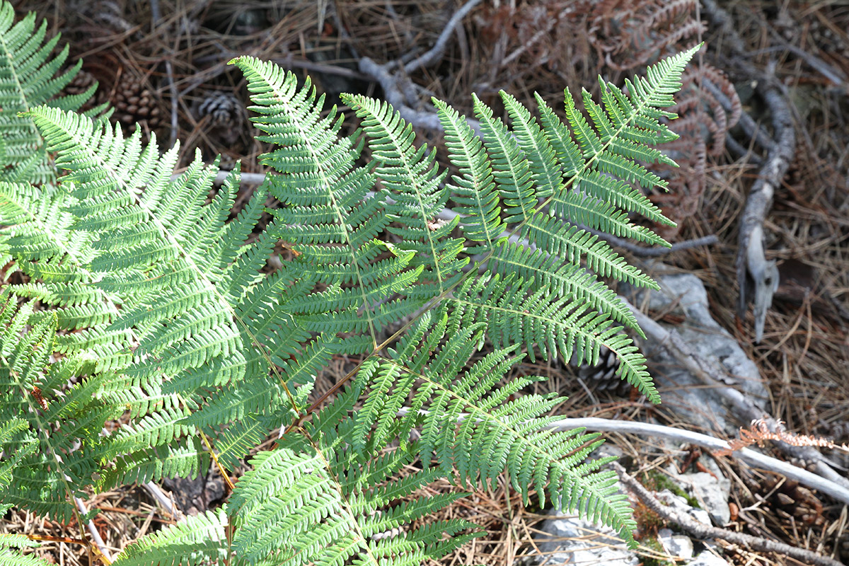 Изображение особи Pteridium tauricum.