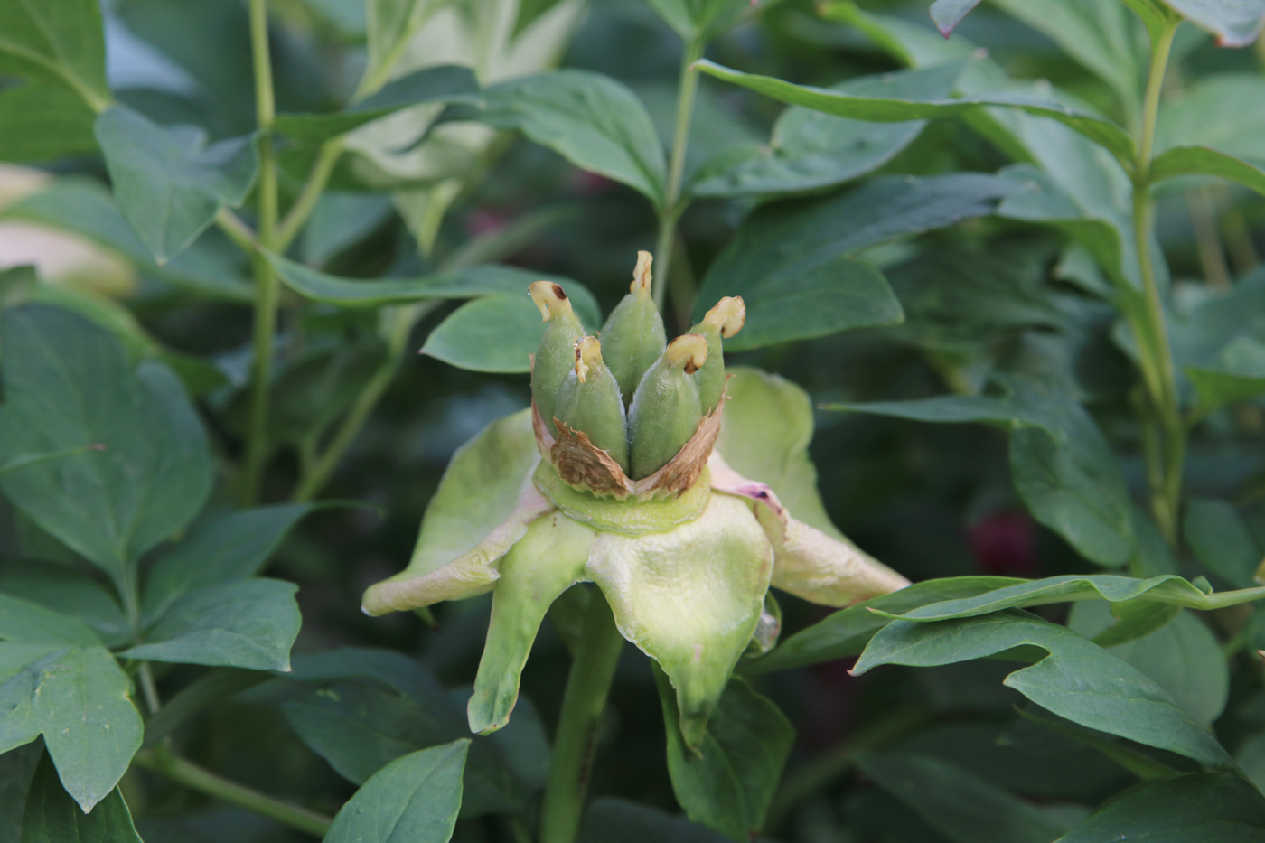 Image of Paeonia suffruticosa specimen.