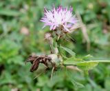 Centaurea iberica. Верхушка побега с цветущим и отцветшим соцветиями. Абхазия, окр. пос. Цандрыпш, луг около широколиственного леса на склоне горы. 07.08.2021.