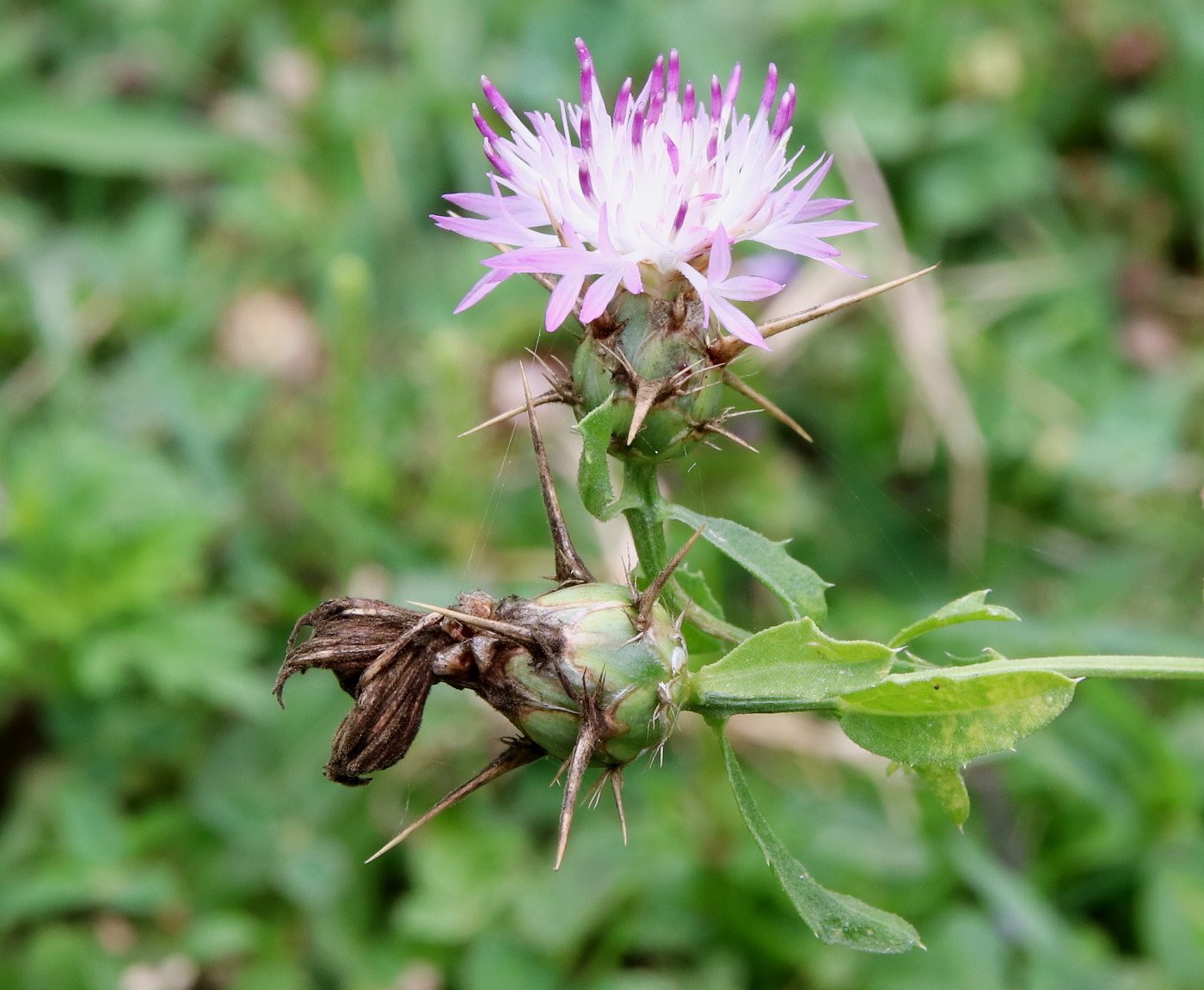 Image of Centaurea iberica specimen.