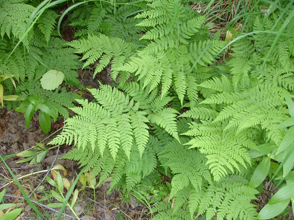 Изображение особи Dryopteris expansa.