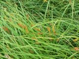 genus Carex