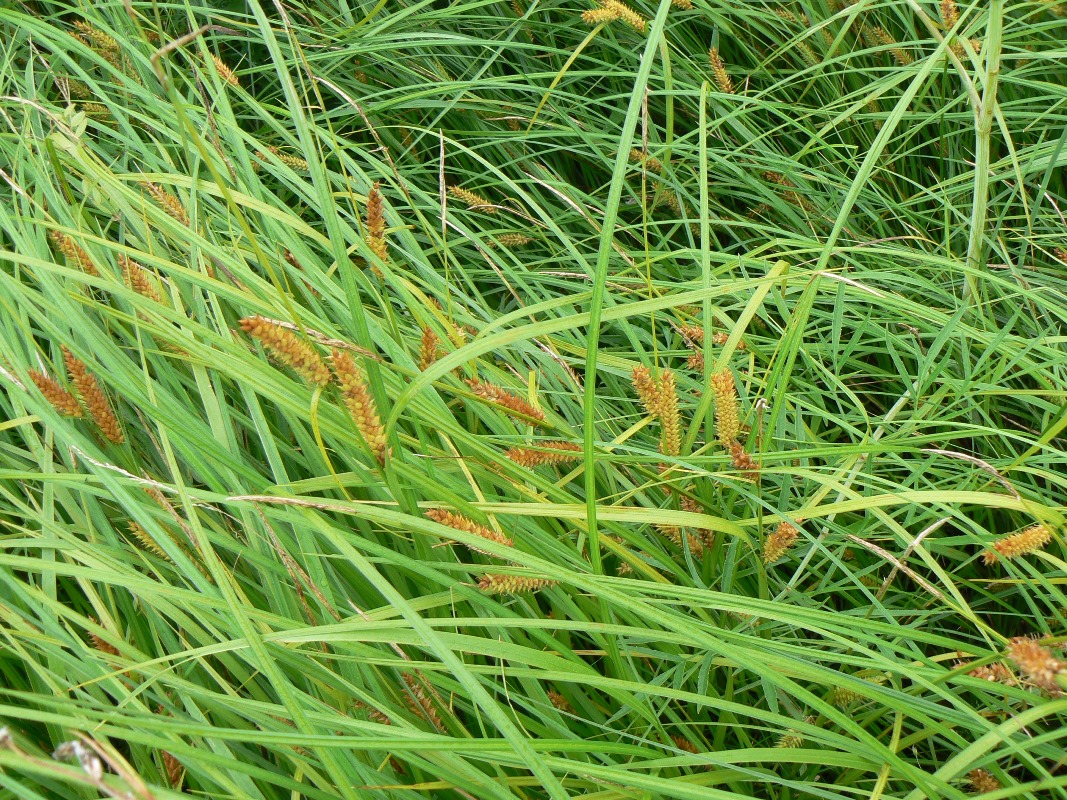 Image of genus Carex specimen.