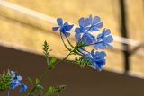 Plumbago auriculata