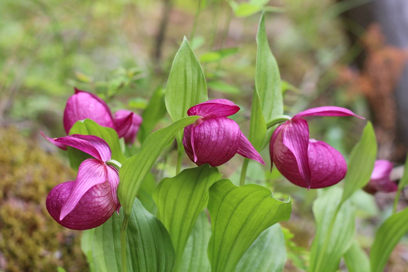 Image of Cypripedium macranthos specimen.