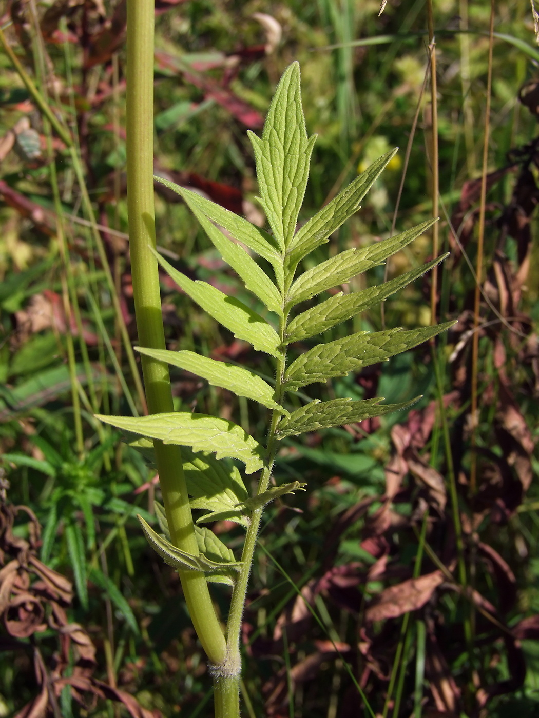 Image of Valeriana transjenisensis specimen.