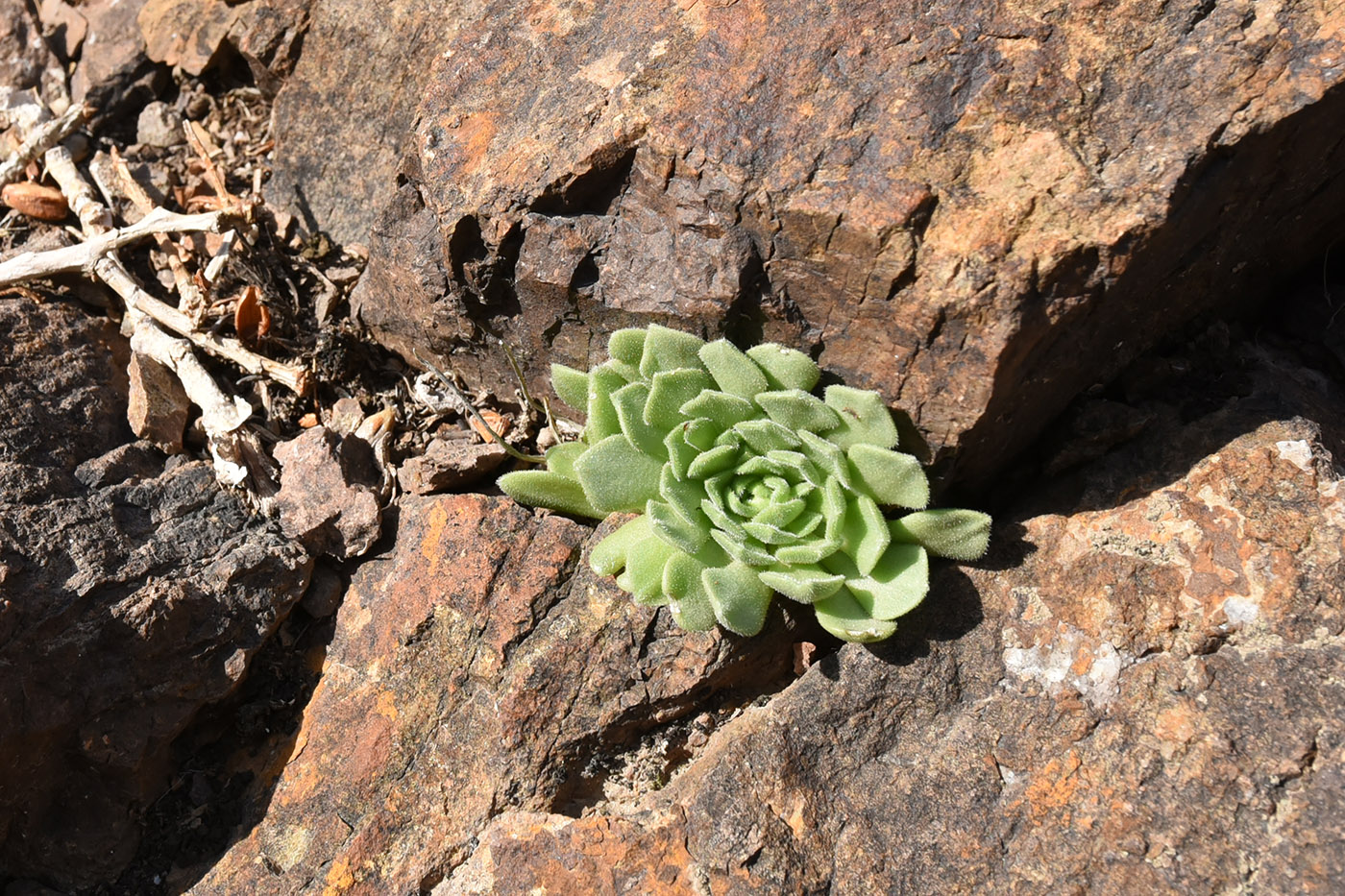 Изображение особи Rosularia platyphylla.