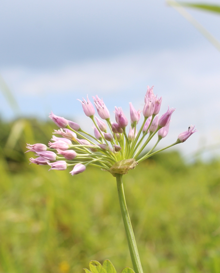 Image of Allium angulosum specimen.